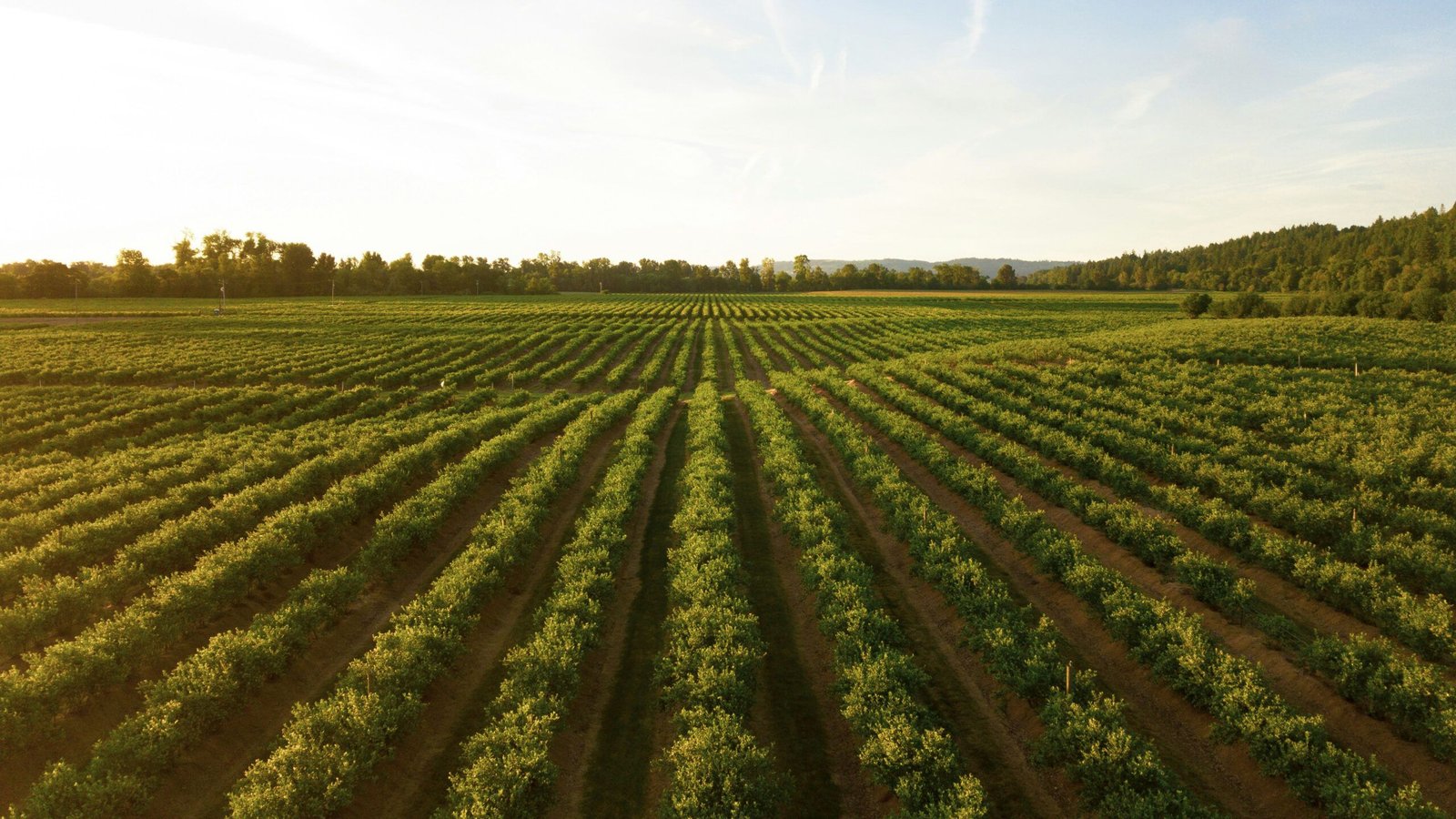 Learn how Harmoni play a role in improving agriculture sustainability through ERASMUS Project